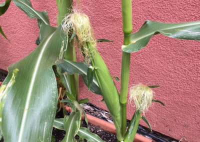 Almost-harvest-time-2